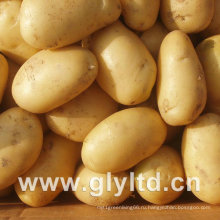 Экспортировала качества свежих картофеля Голландия